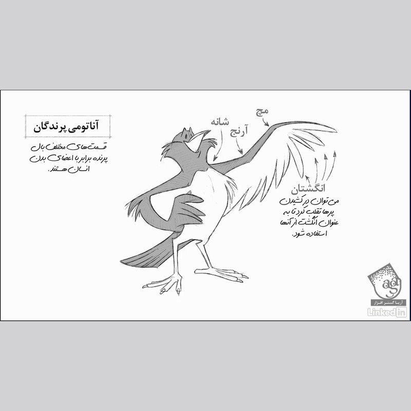 نرم افزار آموزش صفر تا صد انیمیشن سازی دو بعدی پک 4 آموزش استوری برد ، بریک دان و تامبنیل ، آموزش انیمیشن پرندگان ، مو و لباس نشر صفر تا صد