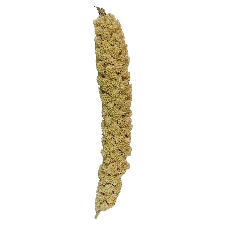 غذای پرنده مدل ارزن خوشه ای درشت کد 0100 بسته 100 عددی وزن 1200 گرم